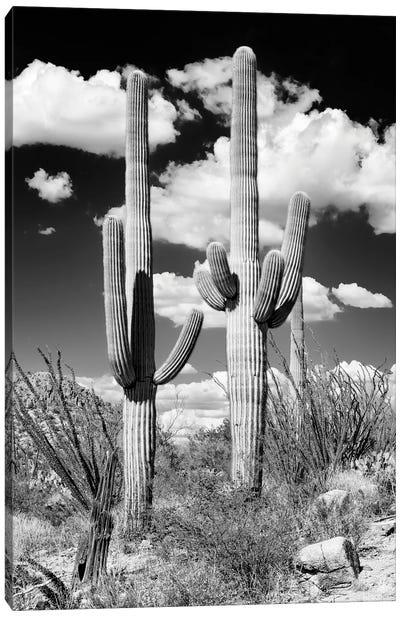 Black Arizona Series - Two Saguaro Cactus Canvas Art Print - Saguaro National Park Art