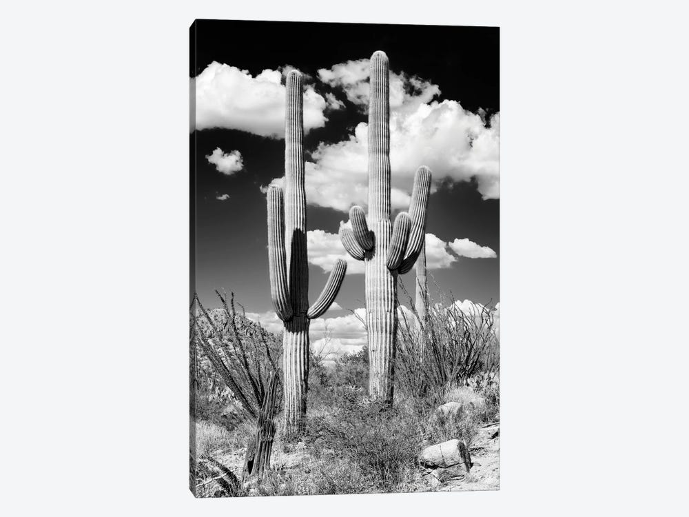 Black Arizona Series - Two Saguaro Cactus by Philippe Hugonnard 1-piece Canvas Wall Art