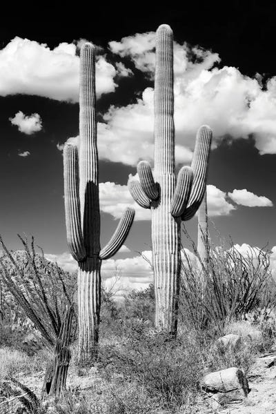 Saguaro National Park: Black Arizona Series - Two Saguaro Cactus by Philippe Hugonnard