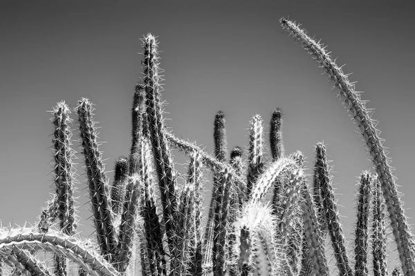 Arizona: Black Arizona Series - Desert Plants by Philippe Hugonnard