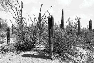 Cactus Carnegiea Gigantea by Philippe Hugonnard canvas print