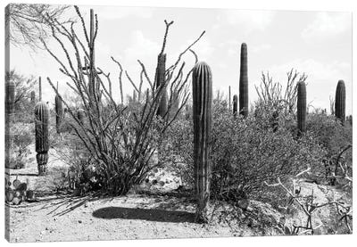 Black Arizona Series - Cactus Carnegiea Gigantea Canvas Art Print - All Black Collection
