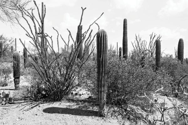 Cactus Carnegiea Gigantea