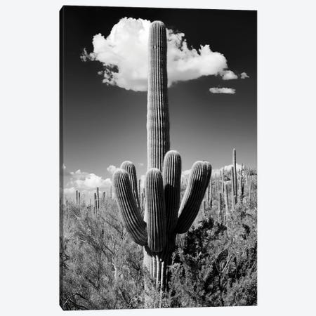 Black Arizona Series - The Saguaro Cactus Canvas Print #PHD1523} by Philippe Hugonnard Canvas Art