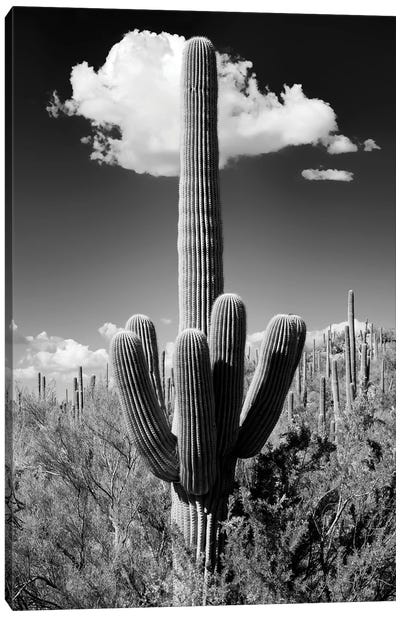 Black Arizona Series - The Saguaro Cactus Canvas Art Print - Saguaro National Park Art