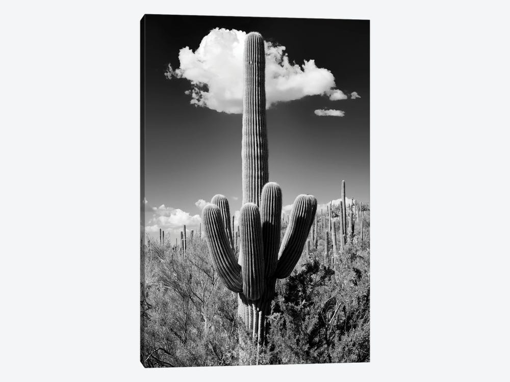 Black Arizona Series - The Saguaro Cactus by Philippe Hugonnard 1-piece Canvas Art Print