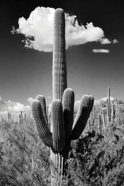 Saguaro National Park: Black Arizona Series - The Saguaro Cactus by Philippe Hugonnard