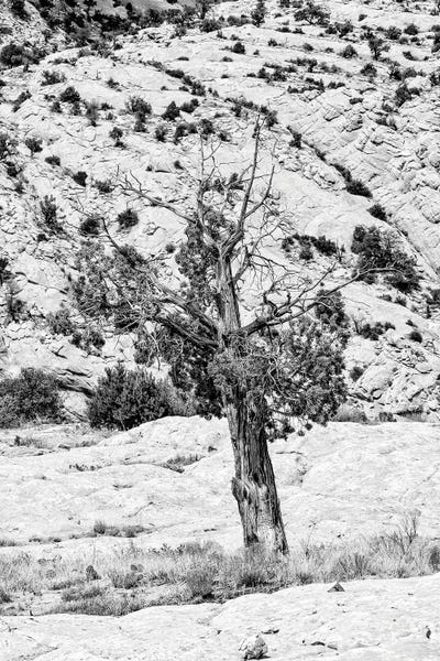 Black Arizona Series - Lonely by Philippe Hugonnard canvas print