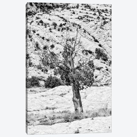 Black Arizona Series - Lonely Canvas Print #PHD1524} by Philippe Hugonnard Canvas Print