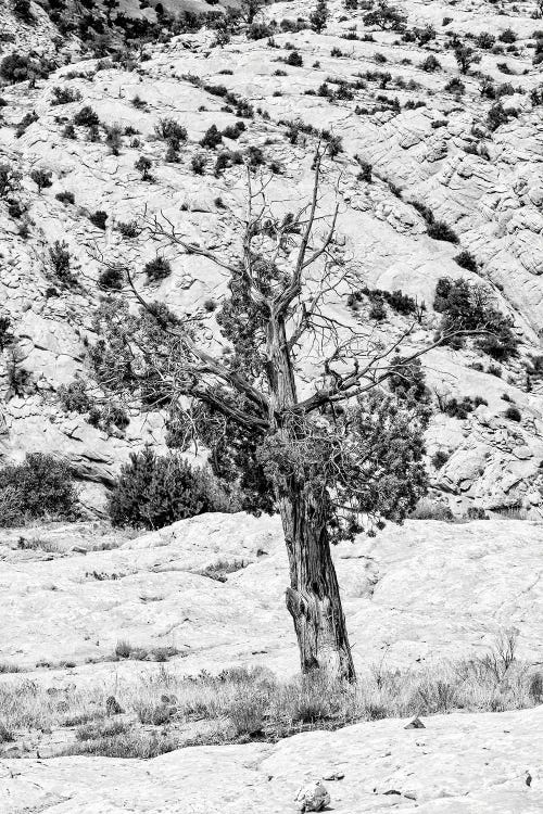 Black Arizona Series - Lonely