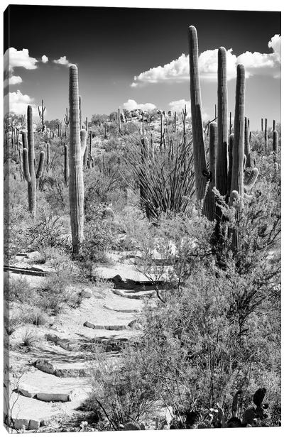 Black Arizona Series - Path through Cacti Canvas Art Print - All Black Collection