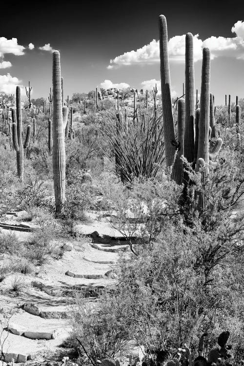 Black Arizona Series - Path through Cacti