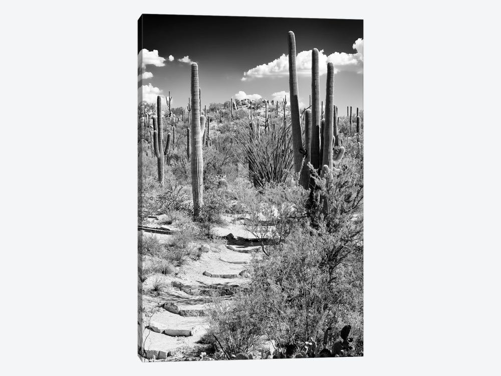 Black Arizona Series - Path through Cacti by Philippe Hugonnard 1-piece Canvas Print