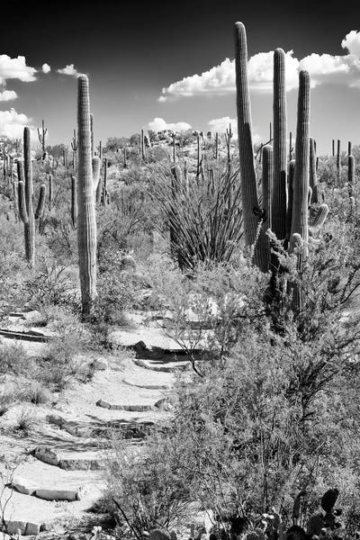 Cacti: Black Arizona Series - Path through Cacti by Philippe Hugonnard