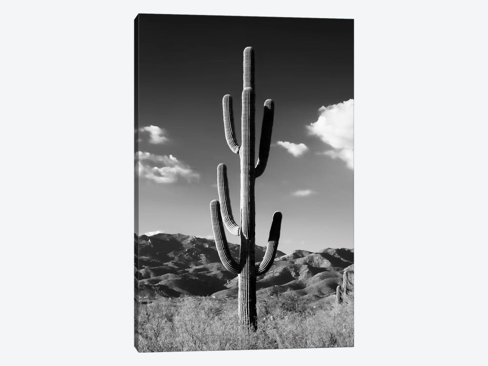 Black Arizona Series - Lonely Cactus by Philippe Hugonnard 1-piece Art Print