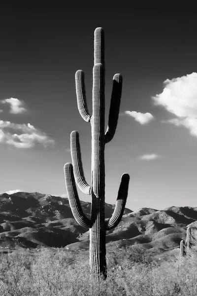 Black Arizona Series - Lonely Cactus