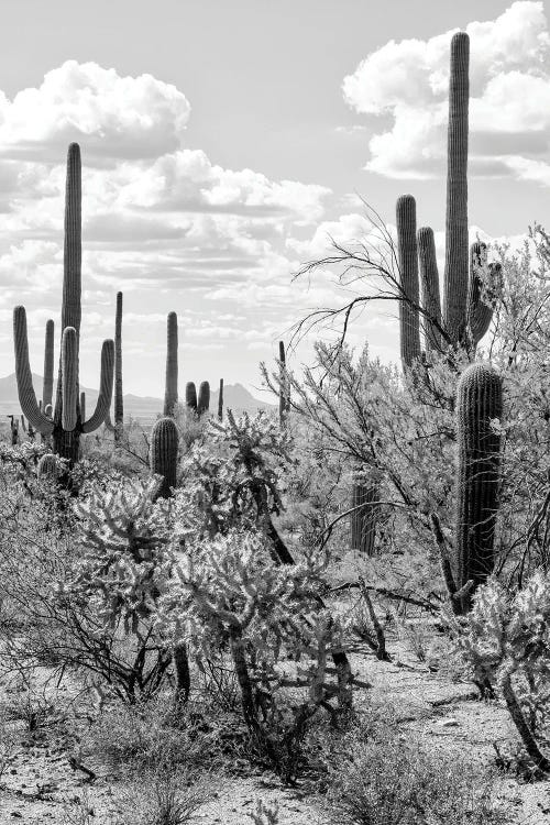 Giant Cactus