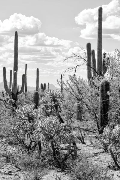 Giant Cactus