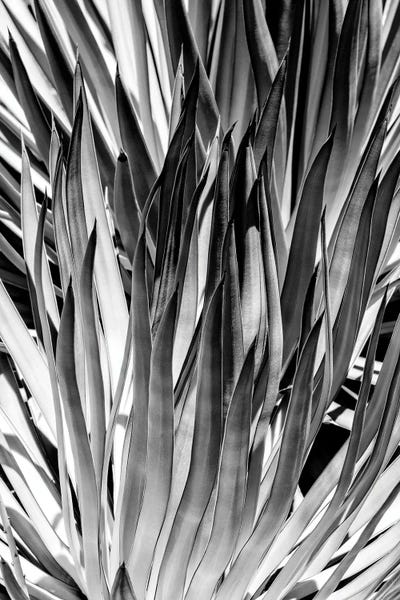 Black Arizona Series - Dasylirion Wheeleri by Philippe Hugonnard canvas print