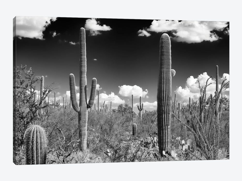 Black Arizona Series - Tucson Saguaro Cactus by Philippe Hugonnard 1-piece Canvas Art