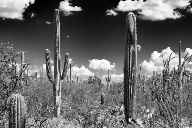 Black Arizona Series - Tucson Saguaro Cactus