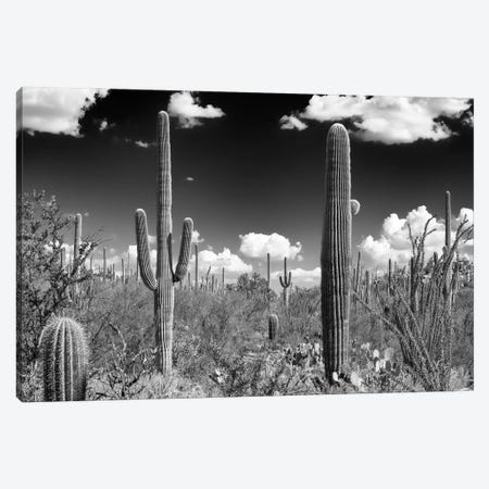 Black Arizona Series - Tucson Saguaro Cactus Canvas Print #PHD1535} by Philippe Hugonnard Canvas Art