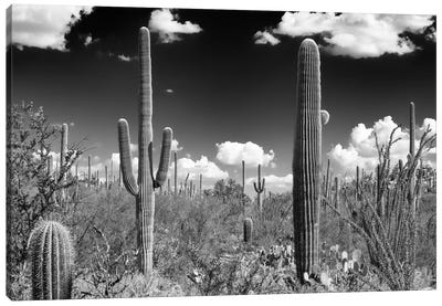 Black Arizona Series - Tucson Saguaro Cactus Canvas Art Print - Tucson Art