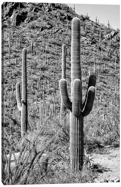 Black Arizona Series - The Cactus Hill Canvas Art Print - All Black Collection