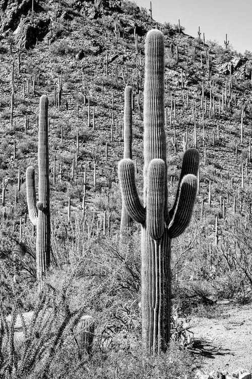 Black Arizona Series - The Cactus Hill by Philippe Hugonnard wall art