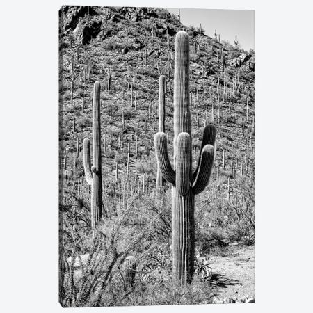 Black Arizona Series - The Cactus Hill Canvas Print #PHD1537} by Philippe Hugonnard Canvas Wall Art