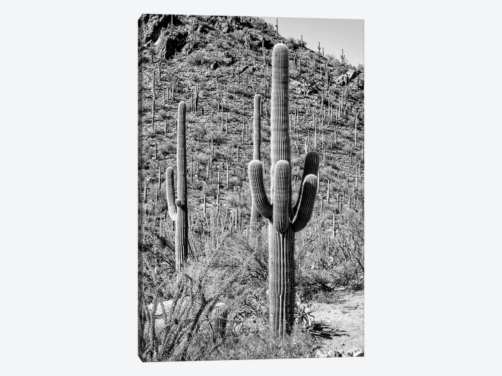 Black Arizona Series - The Cactus Hill by Philippe Hugonnard 1-piece Canvas Art