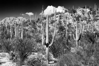 Cactus Hill II by Philippe Hugonnard canvas print