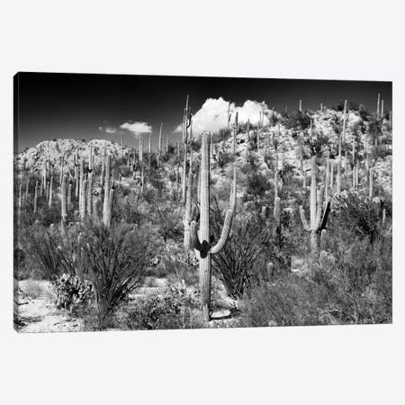 Black Arizona Series - Cactus Hill II Canvas Print #PHD1540} by Philippe Hugonnard Canvas Art