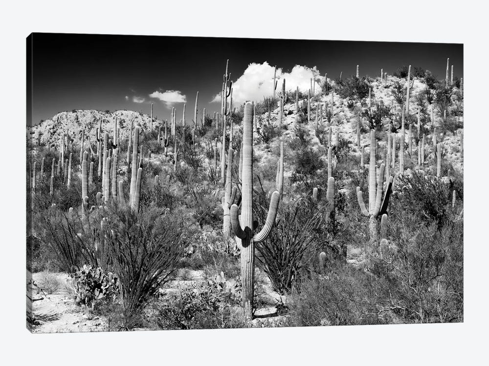 Black Arizona Series - Cactus Hill II by Philippe Hugonnard 1-piece Canvas Wall Art