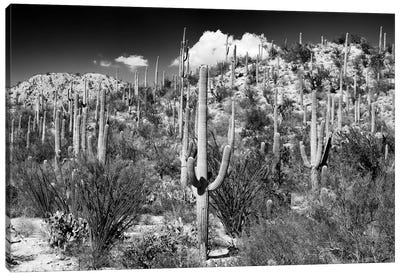 Black Arizona Series - Cactus Hill II Canvas Art Print - All Black Collection