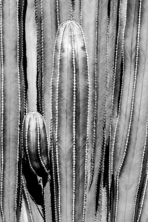 Black Arizona Series - Cactus Close Up