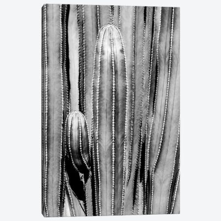 Black Arizona Series - Cactus Close Up Canvas Print #PHD1541} by Philippe Hugonnard Canvas Art