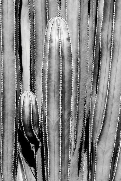 Cacti: Cactus Close Up by Philippe Hugonnard