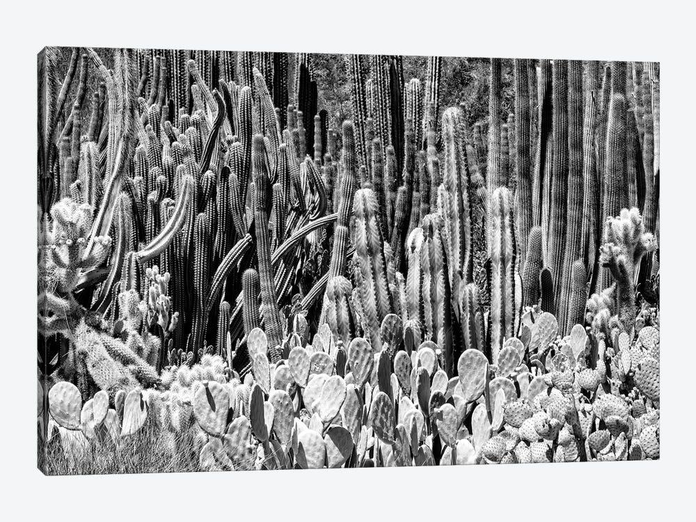 Black Arizona Series - Cactus Families by Philippe Hugonnard 1-piece Canvas Print
