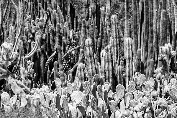 Cactus Families