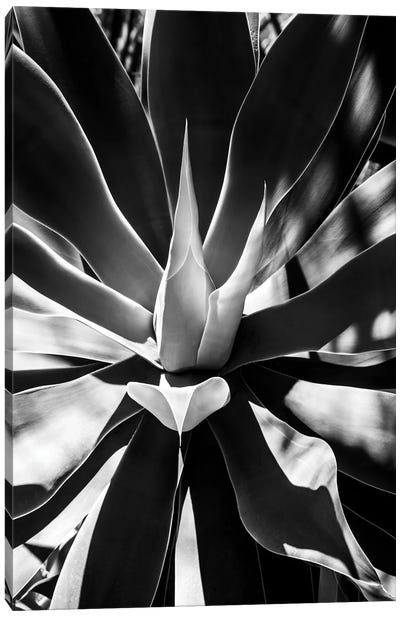 Black Arizona Series - Aloe Vera Heart Canvas Art Print - All Black Collection