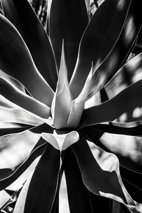 Aloe Vera Heart by Philippe Hugonnard wall art