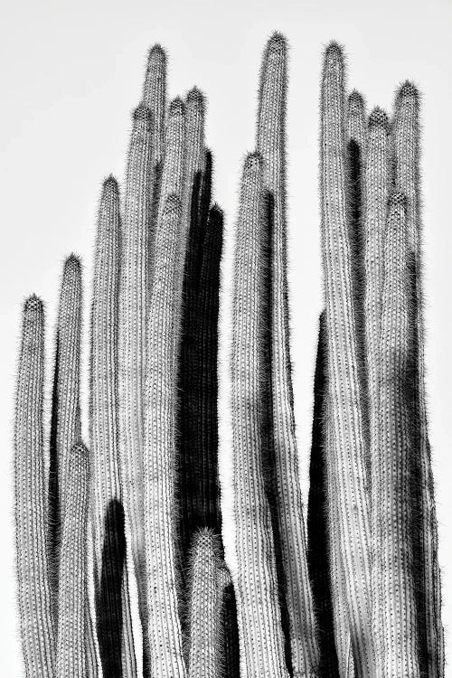 Cactus Design