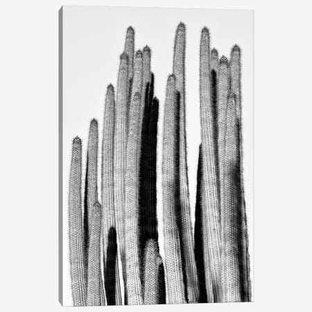Black Arizona Series - Cactus Design Canvas Print #PHD1547} by Philippe Hugonnard Art Print