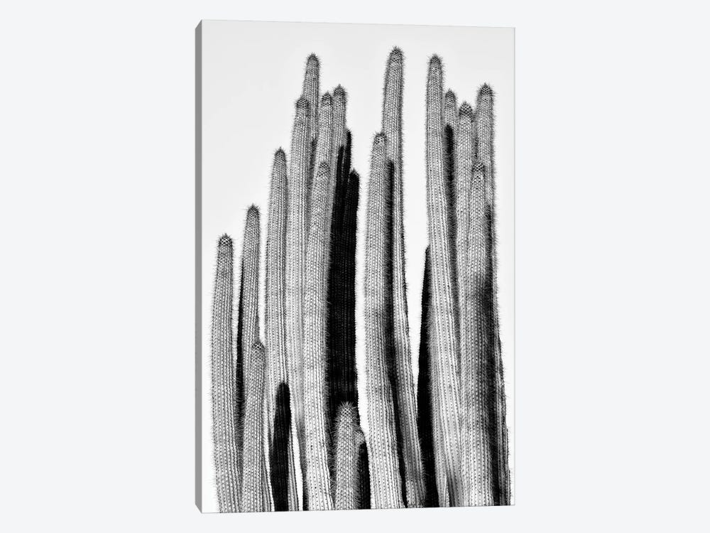 Black Arizona Series - Cactus Design by Philippe Hugonnard 1-piece Canvas Print