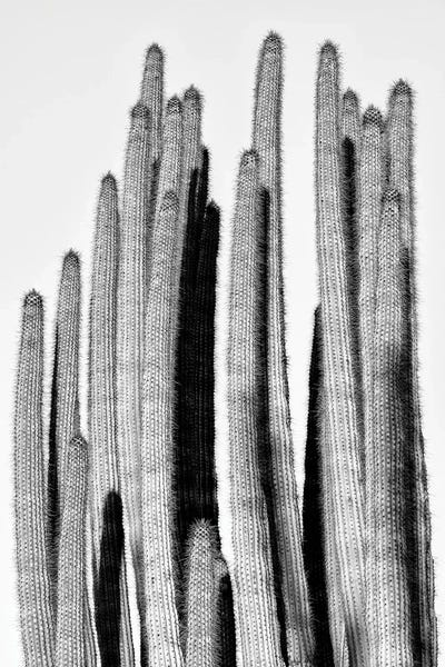 Arizona: Cactus Design by Philippe Hugonnard