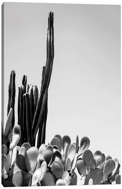 Black Arizona Series - Cacti Canvas Art Print - All Black Collection