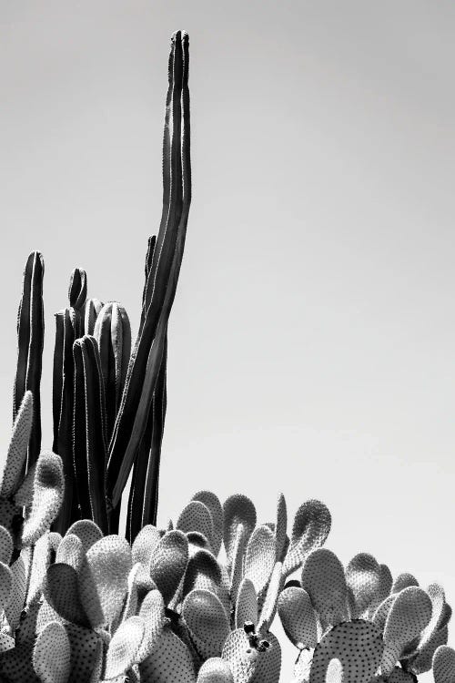 Black Arizona Series - Cacti