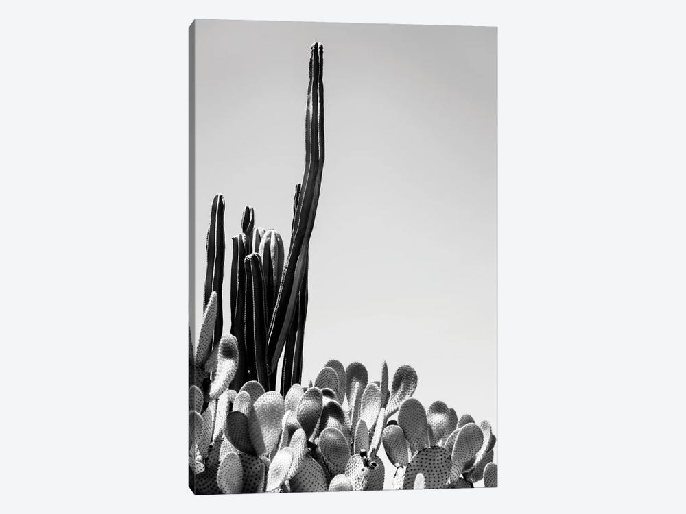 Black Arizona Series - Cacti by Philippe Hugonnard 1-piece Art Print