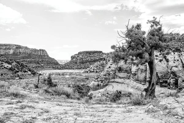 Black Arizona Series - In The Valley